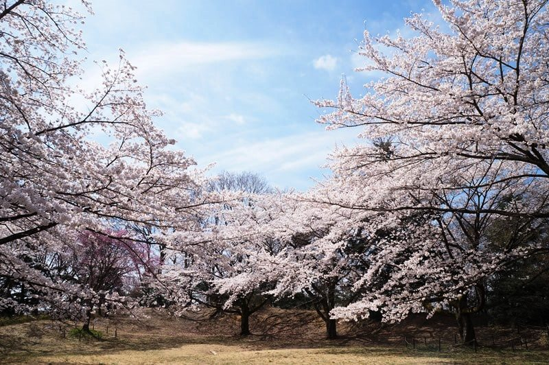 長命館公園の桜の写真、駐車場がある公園