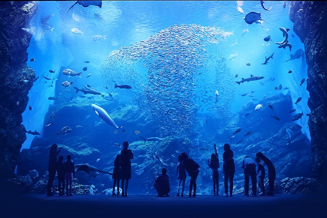 仙台うみの杜水族館の巨大水槽の写真