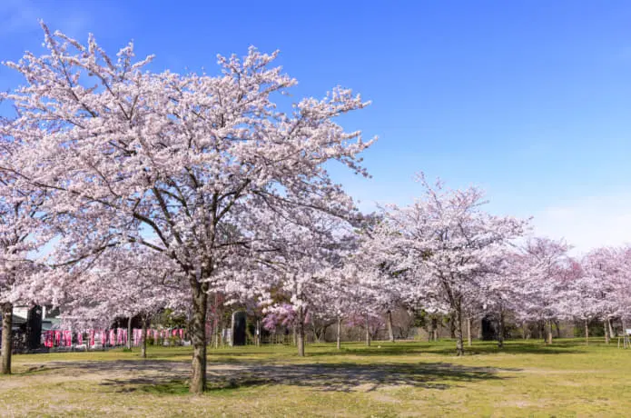 仙台駅の近くの西公園の桜並木の写真