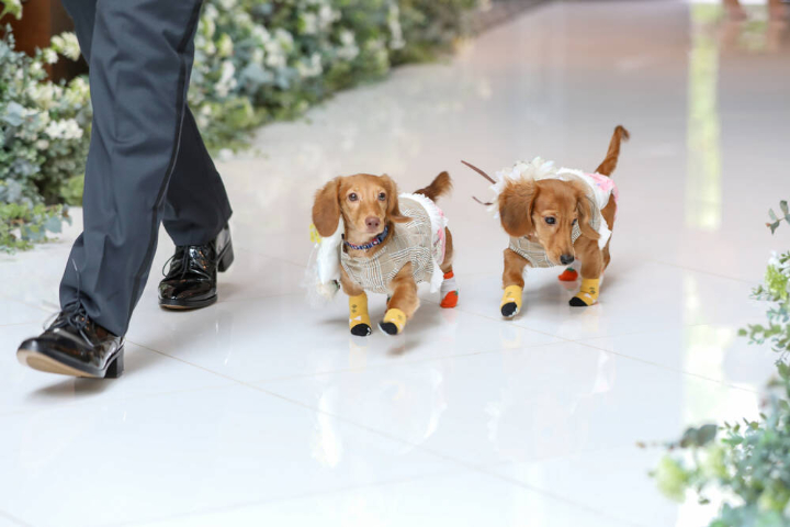 結婚指輪を運ぶ2匹の犬の写真