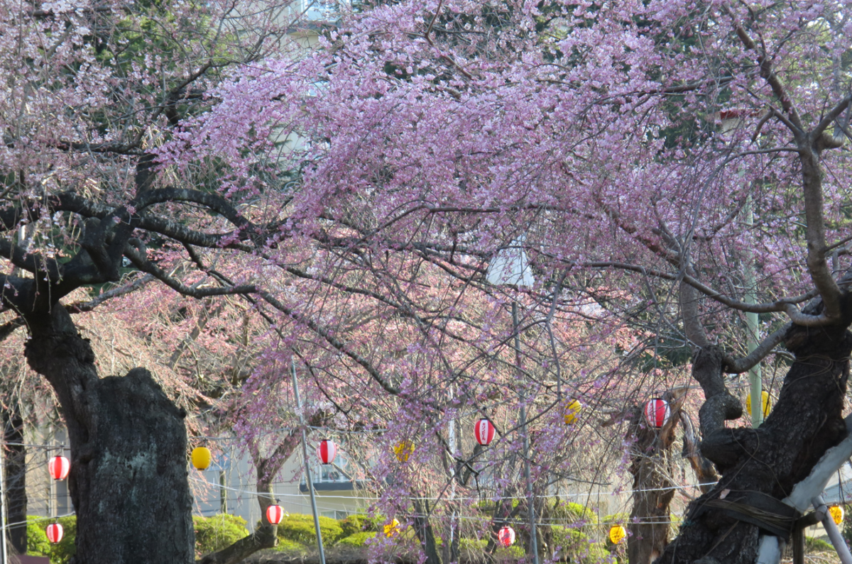 仙台の榴岡公園の桜まつりの写真