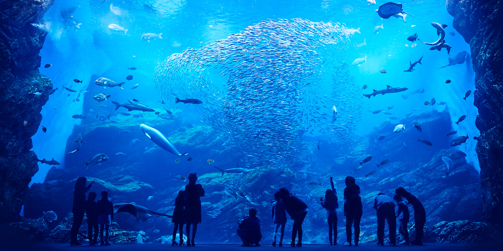 仙台にある仙台うみの杜水族館の巨大水槽の写真