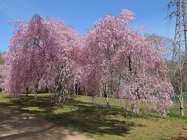 三神峯公園の写真