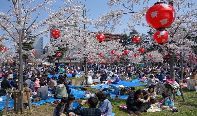 春の西公園の桜祭りの写真

