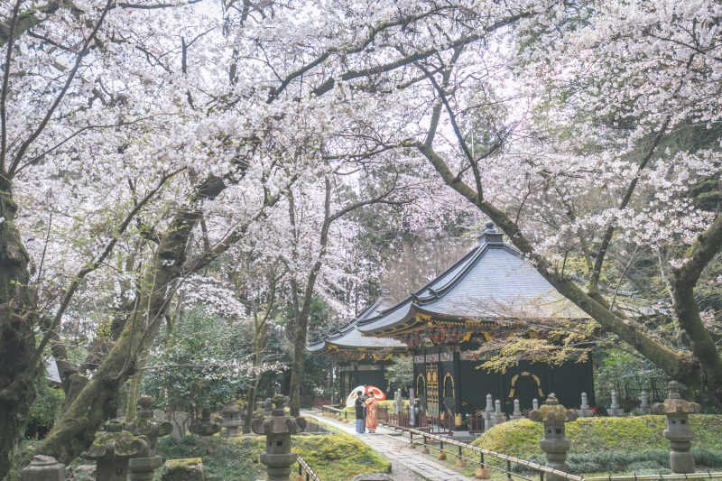 瑞鳳殿と桜の写真