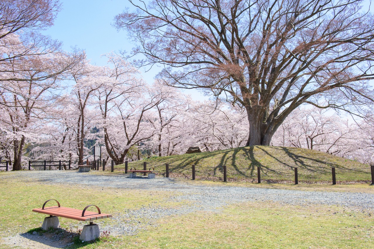 山形県の天童公園の写真