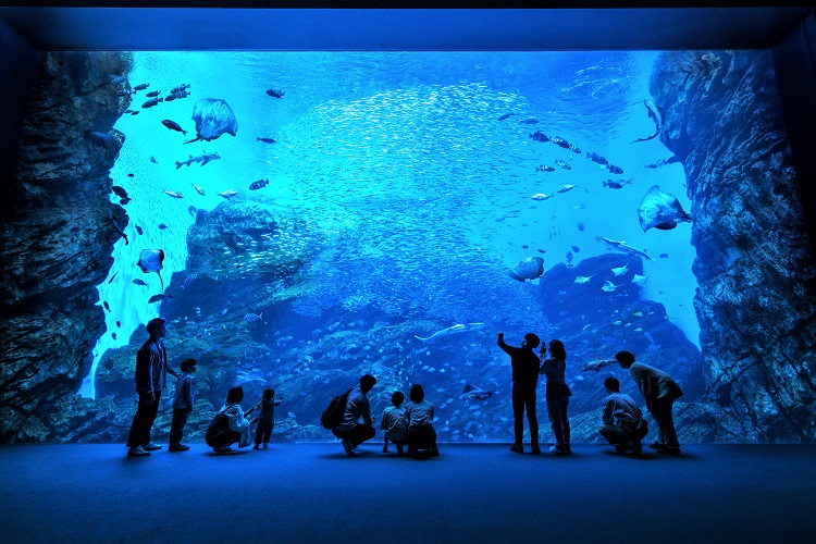 仙台うみの杜水族館の水槽の写真