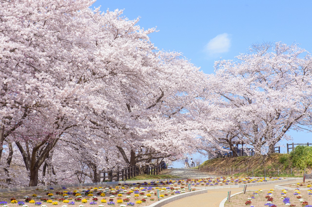 天童公園の桜の木の写真