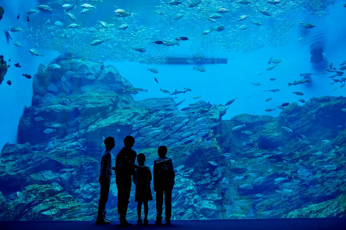 仙台うみの杜水族館の巨大水槽の写真