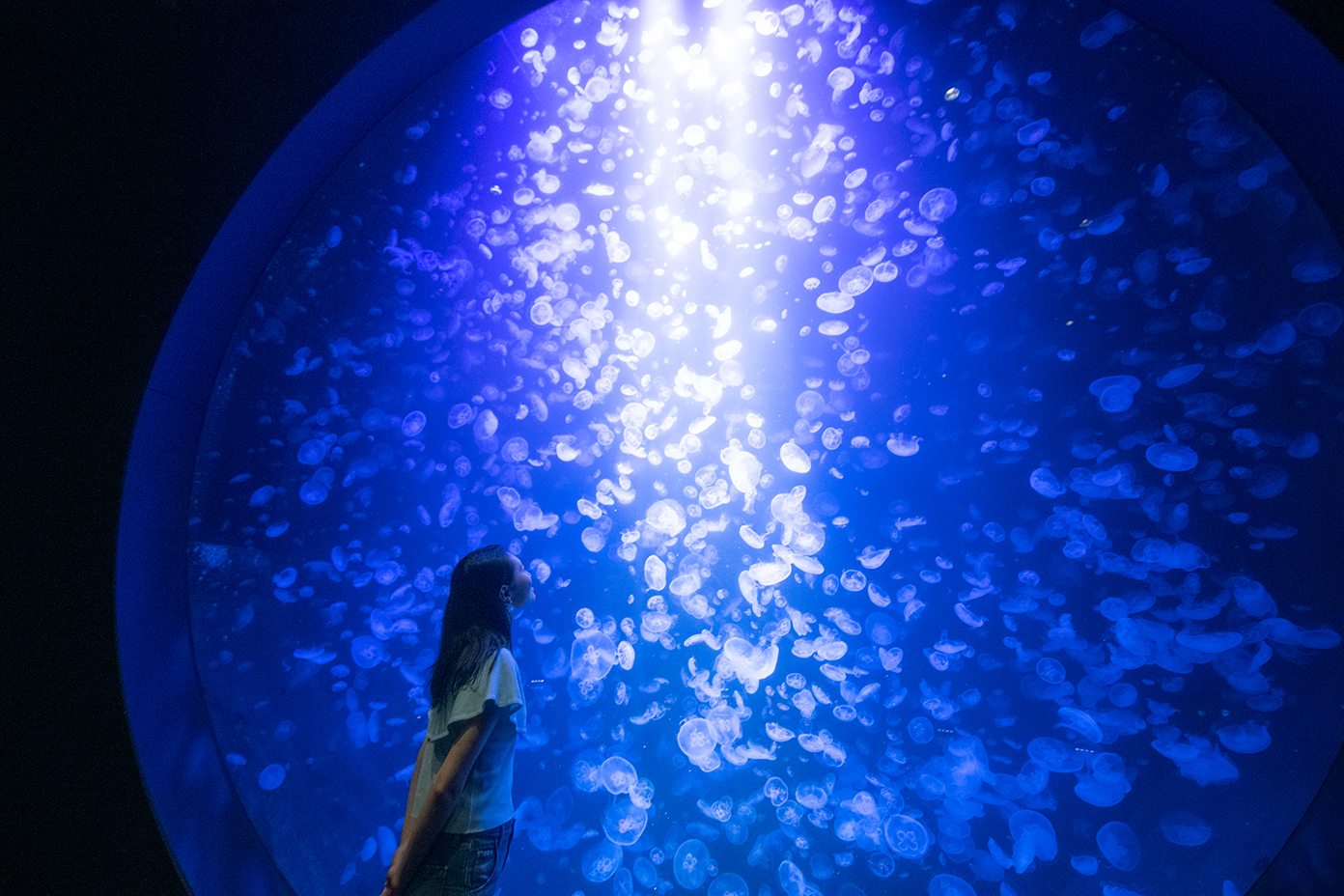 加茂水族館の写真