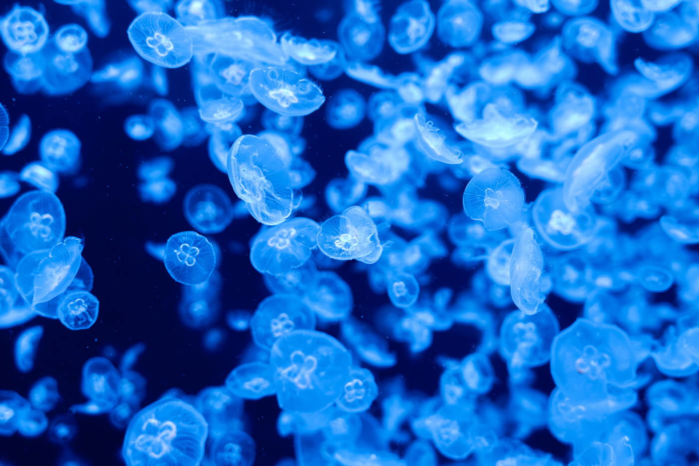 加茂水族館のクラネタリウムの写真